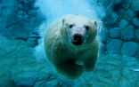 Image of A polar bear in an aquarium, because the others will be extinct. 