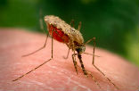 Image of The number of cases of malaria, a disease that is often fatal to children, has dropped remarkably in the last 13 years, the World Health Organization says. Down to just 128 million from 173 million back in 2000.