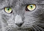 Image of Cats have a way of making their way deep into our hearts.