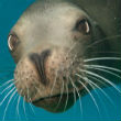 Image of SeaWorld comes back to negative reviews with the 