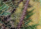 Image of Life is like a spider web. Beautiful at first sight and looks simple to create but in comparison to the world around it, is actually more elaborate than it seems. In one swift movement, it can be taken apart, ripped to shreds, but that's when, with God's love, you learn to build up the strength to rebuild it and go on.

Have faith in God. Trust God with your life and with your future. Let go of fear. God is faithful and will in all things sustain and keep you. Do not be afraid. Only believe.
