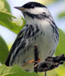Image of The blackpoll warbler songbirds (Setophaga striata) migrate every autumn from Vermont and Nova Scotia in New England to Puerto Rico, Cuba and the Greater Antilles islands in South America.