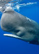 Image of Sperm whale clans learn from each other.
