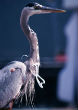 Image of A bird with plastic netting wrapped around its neck.