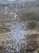 Image of Russian military drops leaflets above Rastan and Talbiseh, Syria.