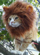 Image of We love our pets but sometimes keeping up with their maintenance can be challenging. How can we simplify this?