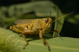 Image of When grasshoppers swarm, they become known as locusts. Their colors and behaviors change dramatically.