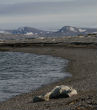 Image of A polar bear lies dead on an Arctic beach that ought to be covered in ice. The record warm temperatures have resulted in havoc on Arctic ecosystems. 