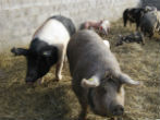 Image of Pigs like these could soon grow human organs, even brains.