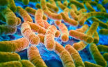 Image of Drug resistant bacteria are spreading in the U.S.