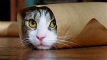 Image of Cats are in hiding across Mosul as ISIS fighters go house to house in search of them.