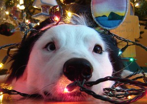What to do after Christmas. Image of What to do after Christmas.