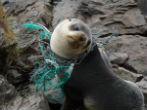 Image of A seal is choked by plastic. As it grows, its circulation and breathing will be restricted, as well as its ability to hunt or escape diminished. For each animal we see, there are hundreds we never see to help.