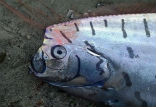 Image of Oarfish sightings are rare and often associated with earthquakes. 
