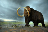 Image of The mammoth went extinct around the same time the pyramids were under construction in Egypt. 