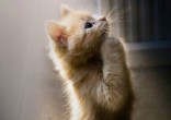 Image of These purrr-fectly captured moments will melt your heart!