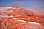 Image of Red algae is still common, and can sometimes stain water the color of blood. 