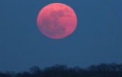 Image of The Moon can appear different colors when it is low to the horizon. 