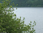 Image of Does this picture show the Loch Ness Monster?