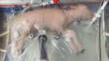 Image of A lamb can be raised in an artificial womb. Humans are next. 