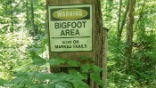 Image of Has Bigfoot been sighted in North Carolina?