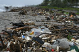 Image of The beaches of Roatan, Honduras are covered with trash following the rainy season. 