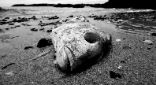 Image of If the ocean dies, we die.