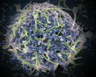 Image of Disease X is out there, and it is just a matter of time. 
