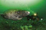 Image of The Greenland shark may hold the secret to a much longer life, but we will never know if we don't take better care of the oceans. 